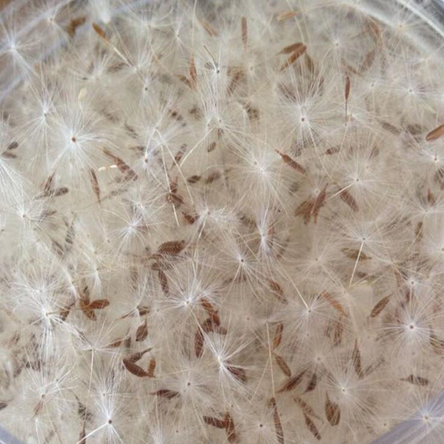 Jewelry Making 3 Year Old - 100Pcs ขนาดเล็กสีขาวแห้ง Dandelion ดอกไม้สำหรับอีพ็อกซี่จี้เรซิ่นสร้อยคอเครื่องประดับ Filler ทำหัตถกรรมเครื่องประดับ